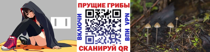 купить закладку  MEGA как войти  Псилоцибиновые грибы Psilocybe  Борисоглебск 